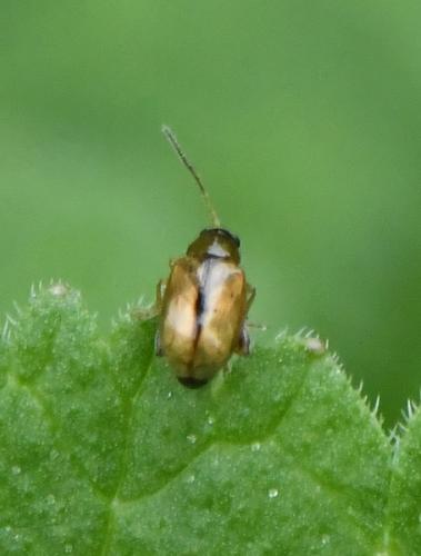 Réf. 219 525 : Longitarsus sp.